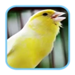 masteran kicau burung kenari android application logo